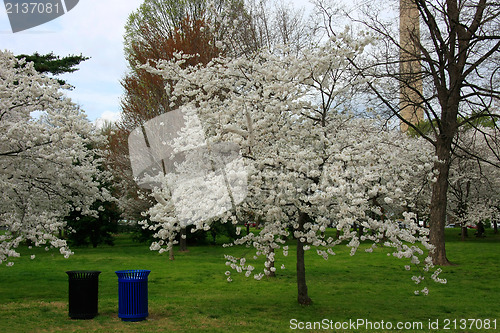 Image of Two dustbins and cherry trees