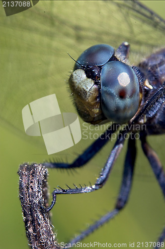 Image of head of wild blue dragonfly