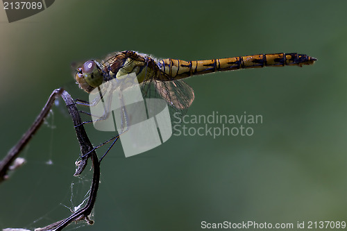 Image of side of wild  yellow black dragonfly 
