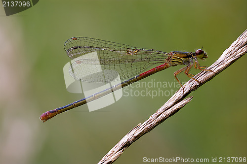 Image of  red black dragonfly coenagrion puella 