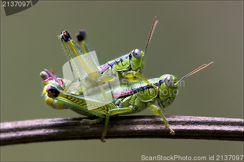 Image of sex  in the bush