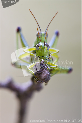 Image of front close  of two grasshopper having sex 