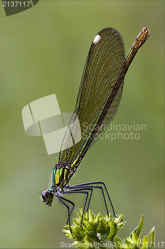 Image of coenagrion puella 