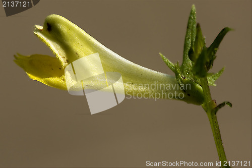 Image of  yellow flower medicago falcata leguminose