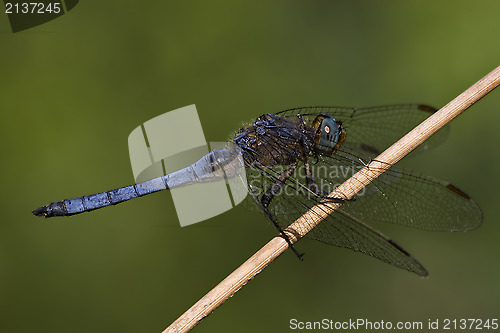 Image of side of wild  blue  black dragonfly