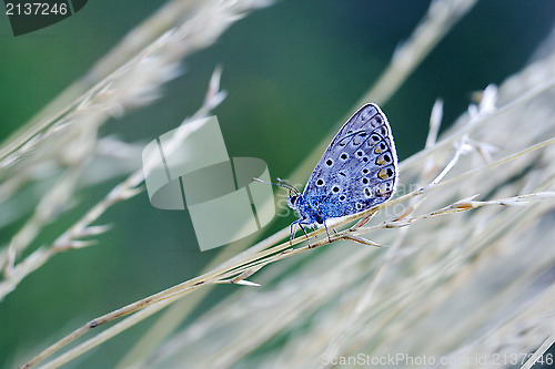 Image of  blue orange  butterfly 