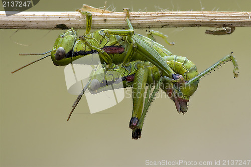 Image of close up of two grasshopper Orthopterous 