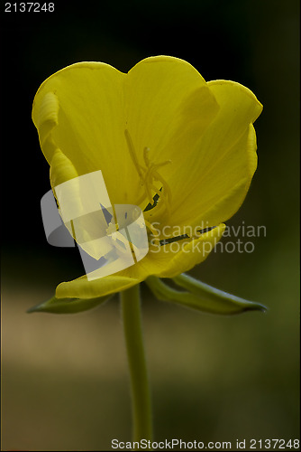 Image of  flower oenothera biennis
