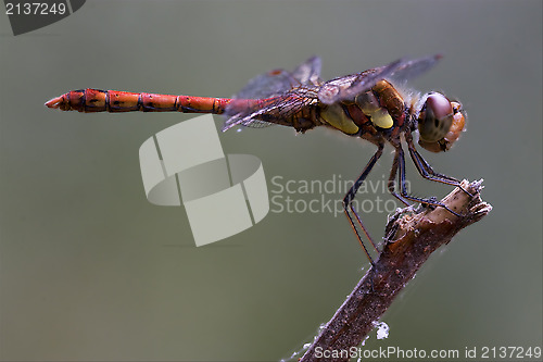 Image of  red yellow dragonfly