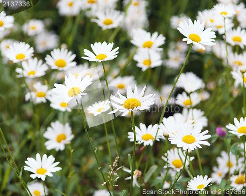 Image of green flowering meadow with white daisies