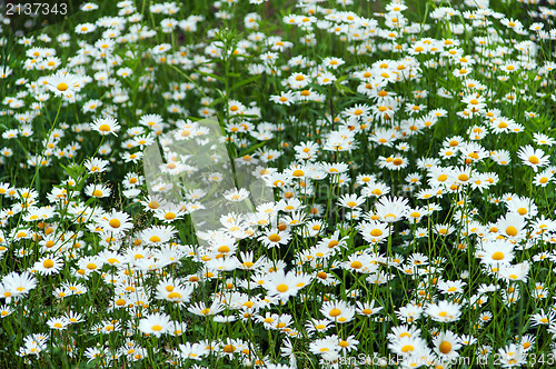 Image of green flowering meadow with white daisies