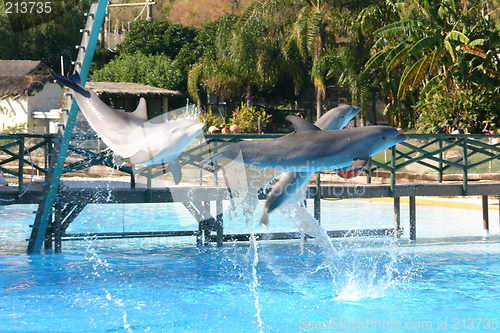 Image of leaping dolphins