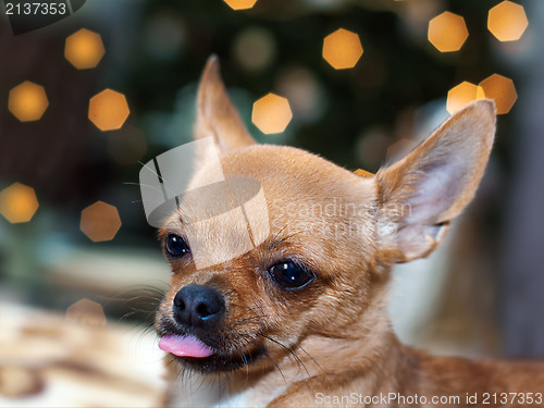 Image of Red chihuahua dog on bokeh background.