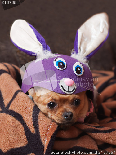 Image of Red chihuahua dog dressed as a rabbit.