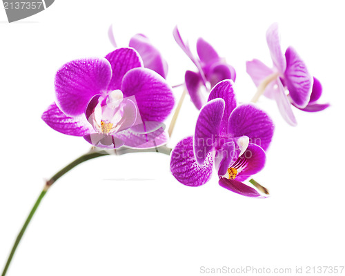 Image of Very rare purple orchid isolated on white background.