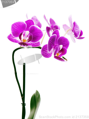 Image of Purple orchid isolated on white background.
