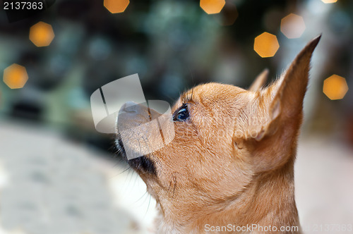Image of red chihuahua dog on bokeh background