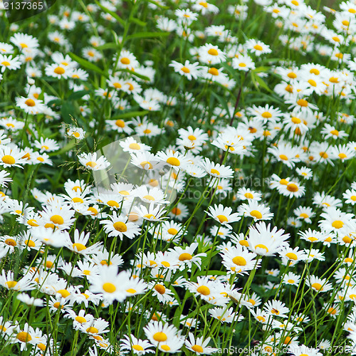 Image of green flowering meadow with white daisies