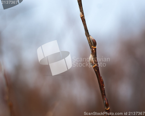 Image of beautiful pussy willow branch with catkins