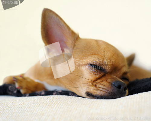 Image of Sleeping red chihuahua dog on beige background.