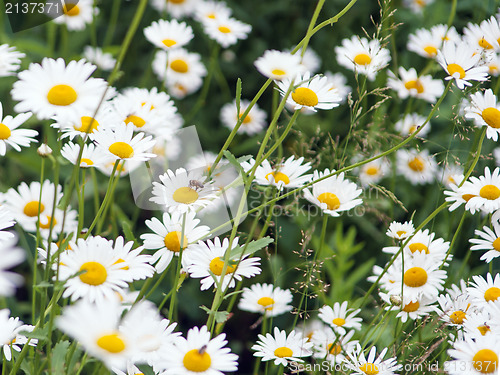 Image of green flowering meadow with white daisies