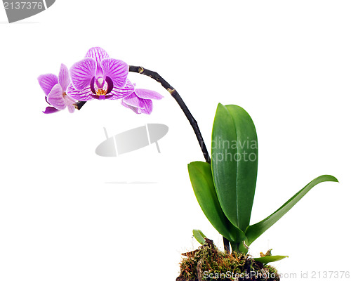 Image of violet orchid arrangement centerpiece isolated on white backgrou