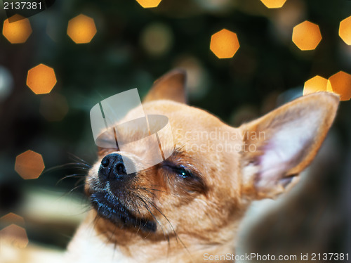 Image of Red chihuahua dog on bokeh background.