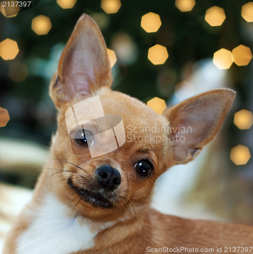 Image of Red chihuahua dog on bokeh background.