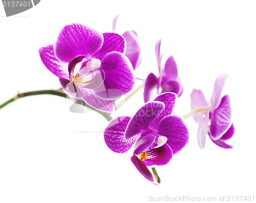 Image of Rare purple orchid isolated on white background.