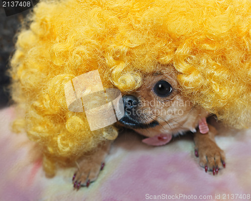 Image of Red chihuahua dog in yellow wig.