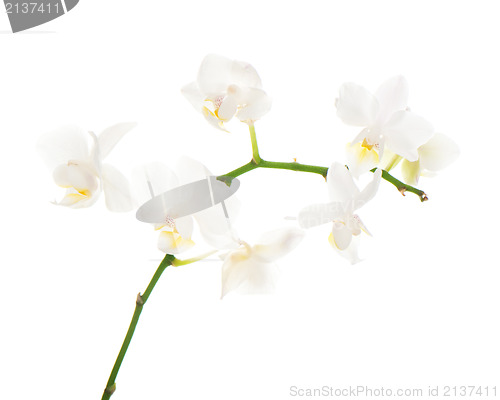 Image of white orchid arrangement centerpiece isolated on white backgroun