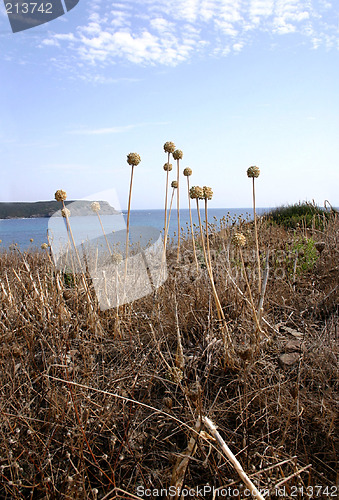 Image of grasses