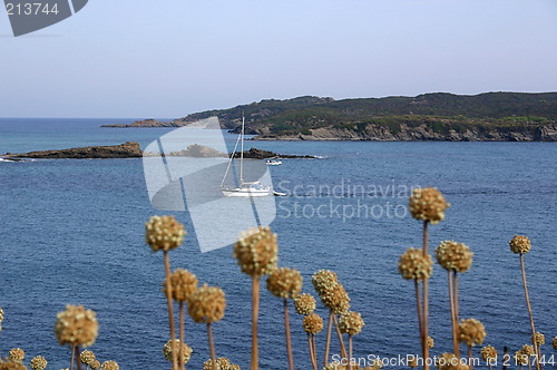 Image of grasses over looking the sea