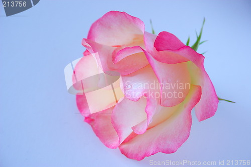 Image of delicate rose