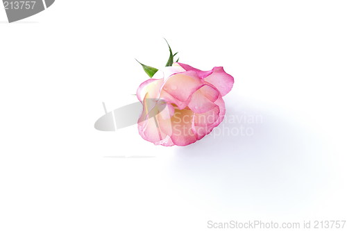 Image of single rose