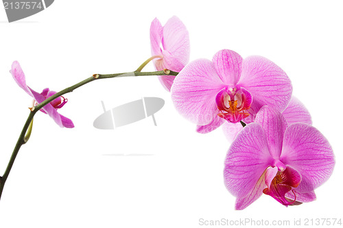 Image of bloom of  pink orchid
