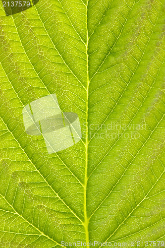 Image of texture of green detailed leaf