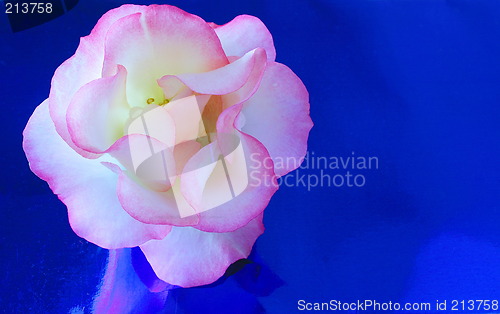 Image of rose with a blue background