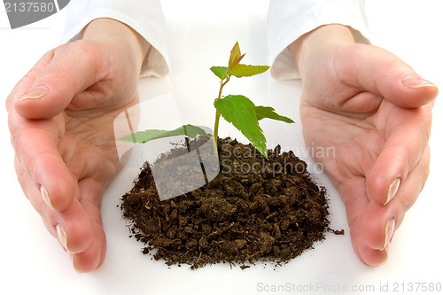 Image of  plant between hands on white