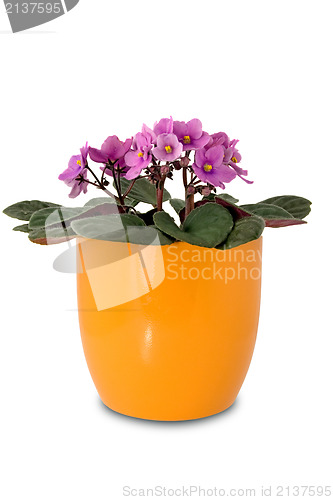 Image of purple flower in a orange pot