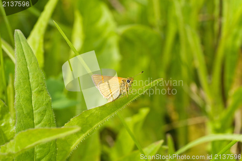 Image of small butterfly in a grass