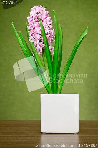 Image of pink hyacinth