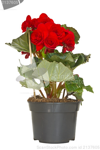 Image of Begonia flower in a pot