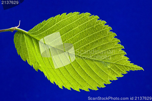 Image of green bright leaf