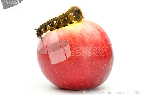 Image of caterpillar on top of a red apple