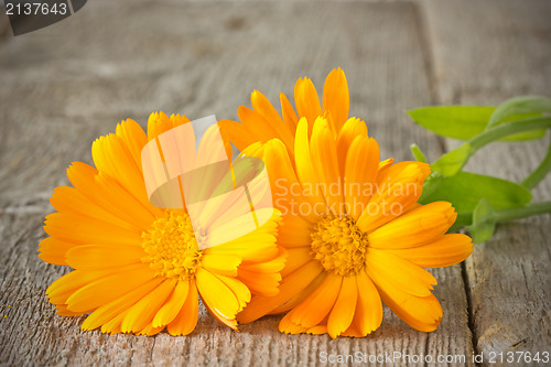 Image of orange daisies on plank