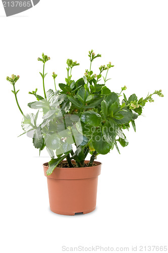 Image of house plant in a pot