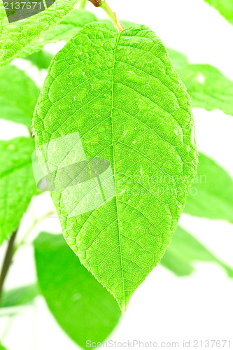 Image of  green wet and bright leaf