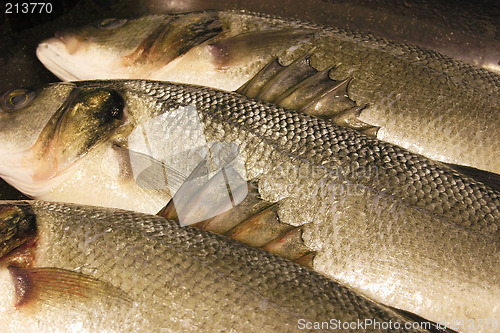 Image of barbs of a sea bass