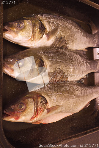 Image of three sea bass